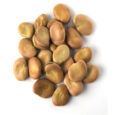 BROAD BEANS